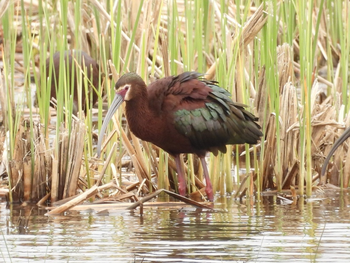 White-faced Ibis - ML634062665