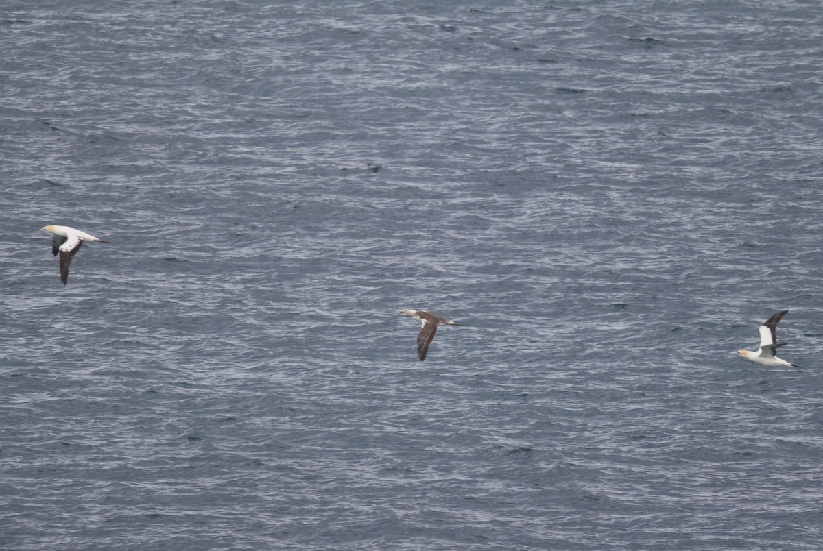 Australasian Gannet - ML634062667