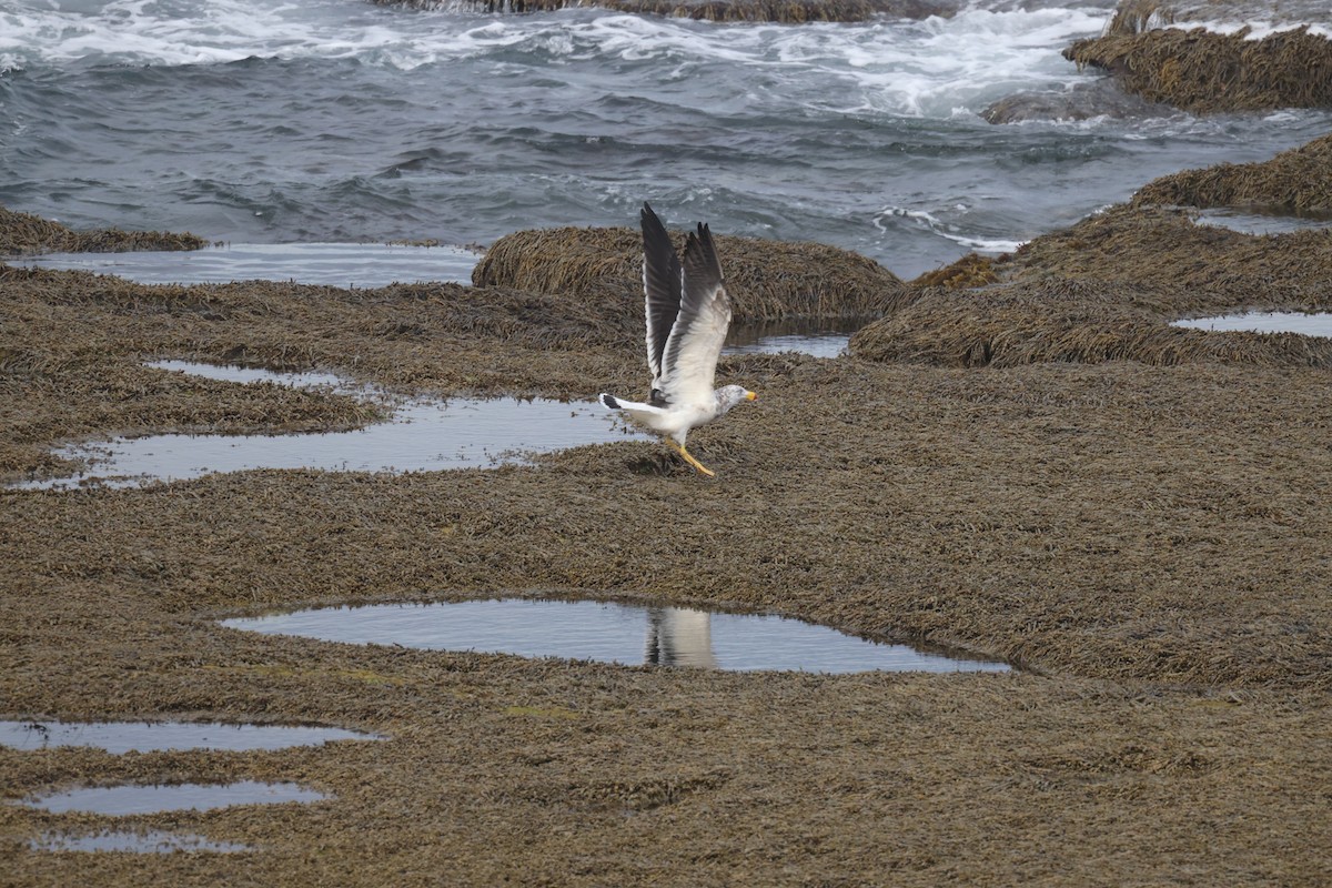 Pacific Gull - ML634062786