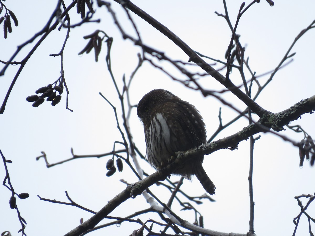 kulíšek mexický - ML634062800