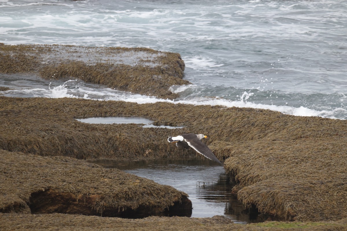 Pacific Gull - ML634062808
