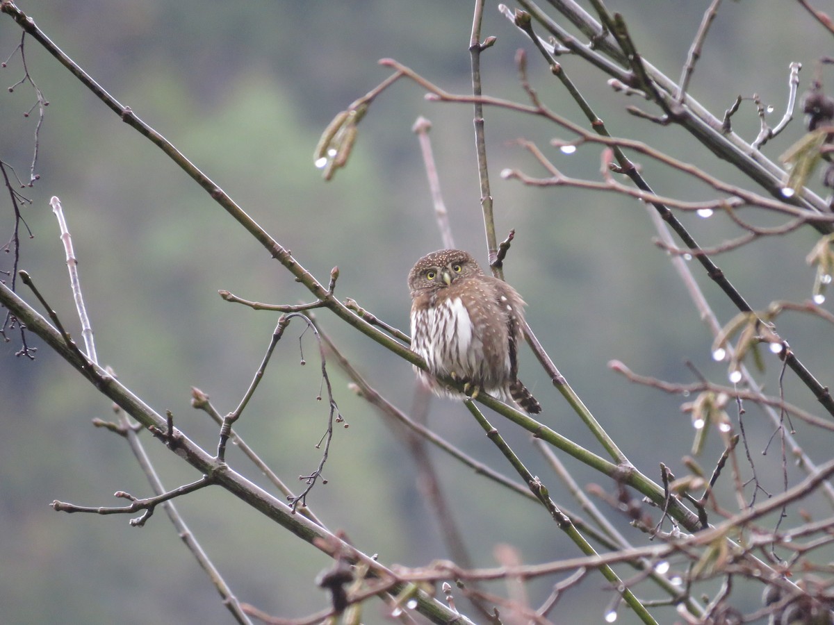 kulíšek mexický - ML634062843