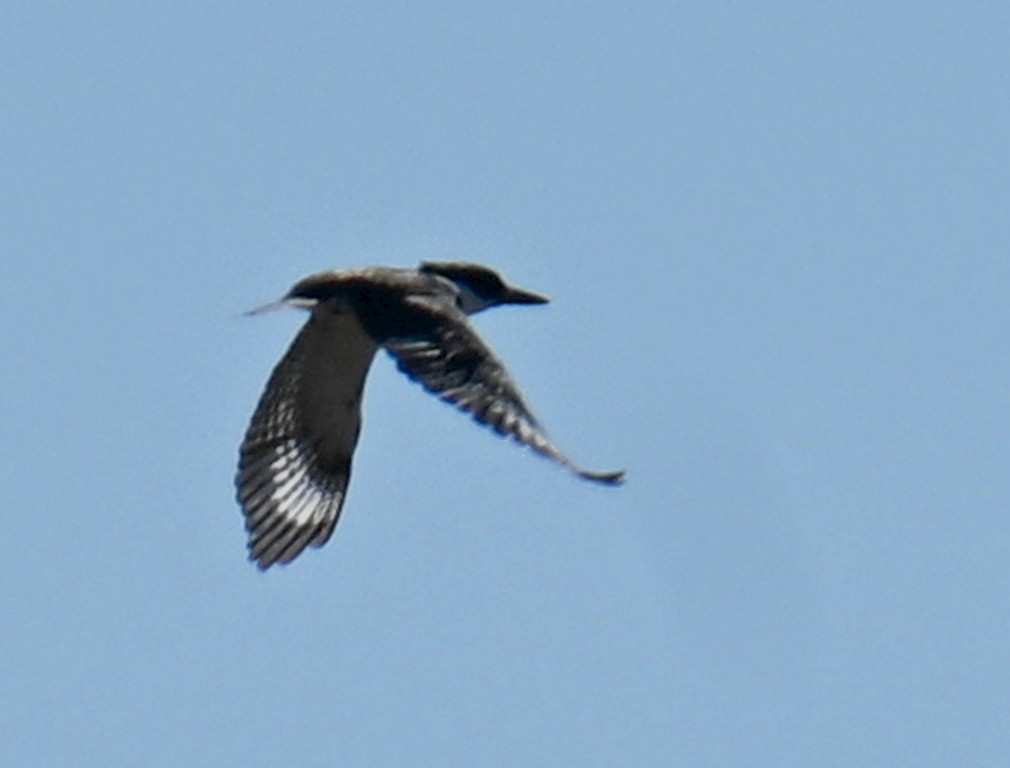 Belted Kingfisher - ML634062844