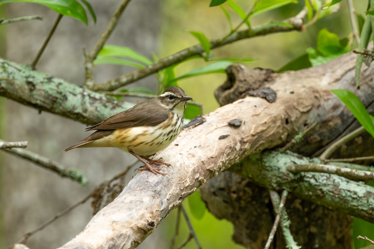 Louisiana Waterthrush - ML634062890