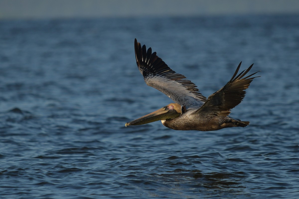 Brown Pelican - ML634062963