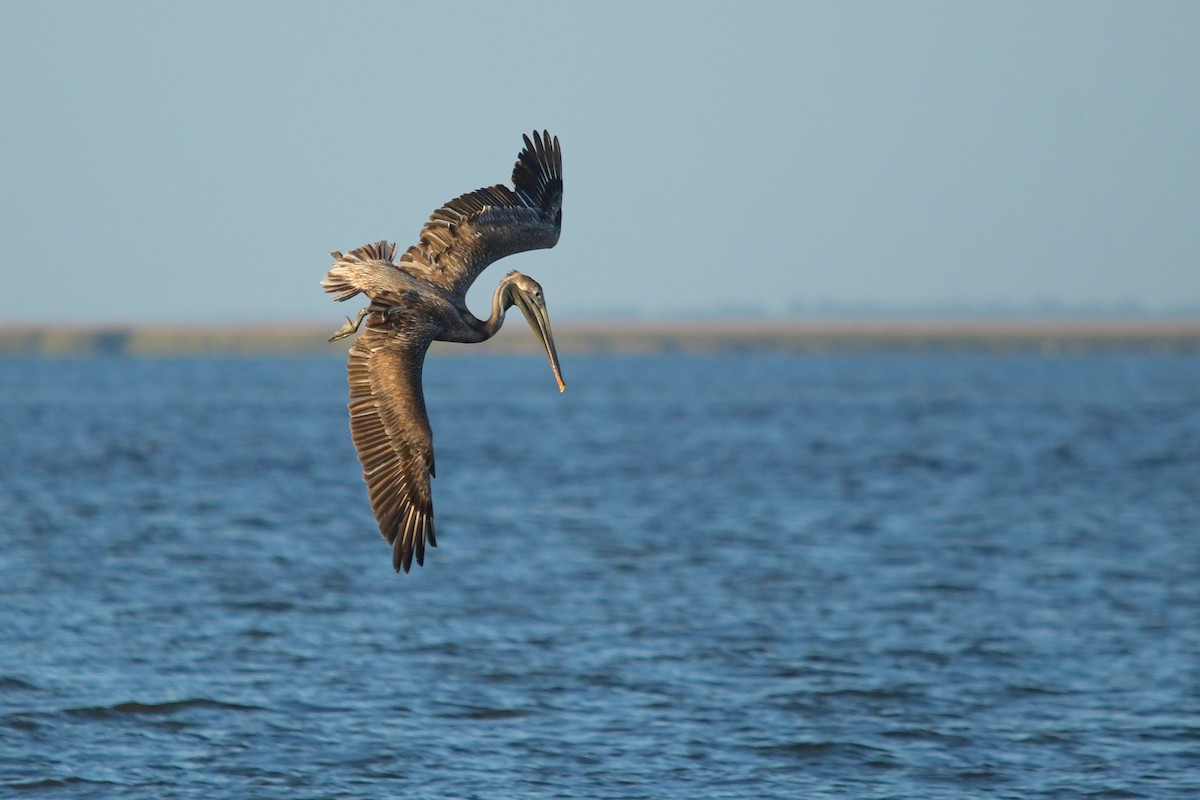 Brown Pelican - ML634062968