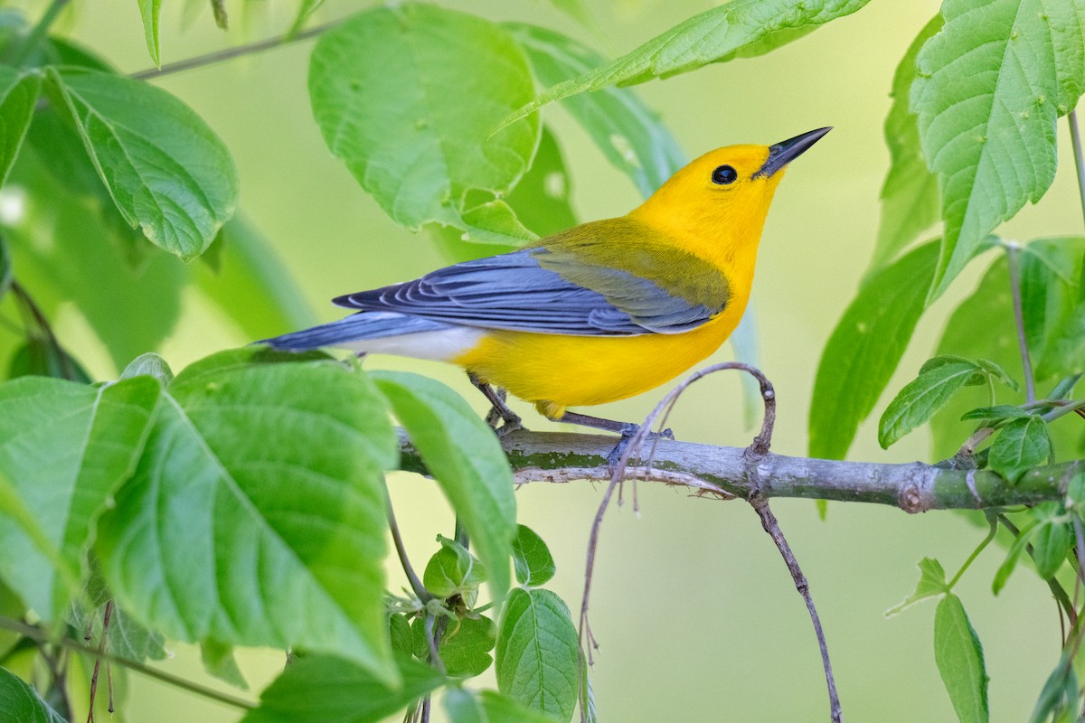 Prothonotary Warbler - ML634063199