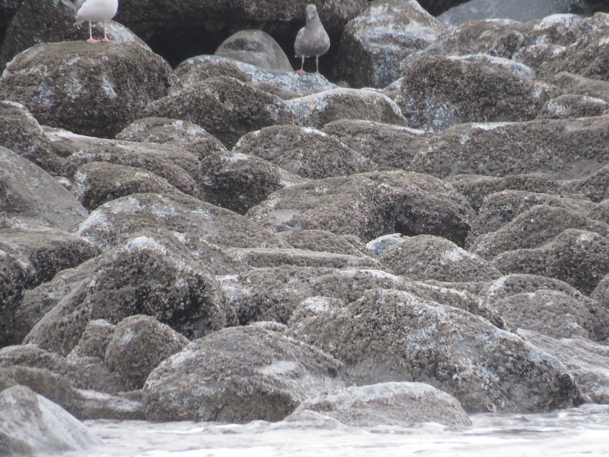 jespák pobřežní - ML634063211