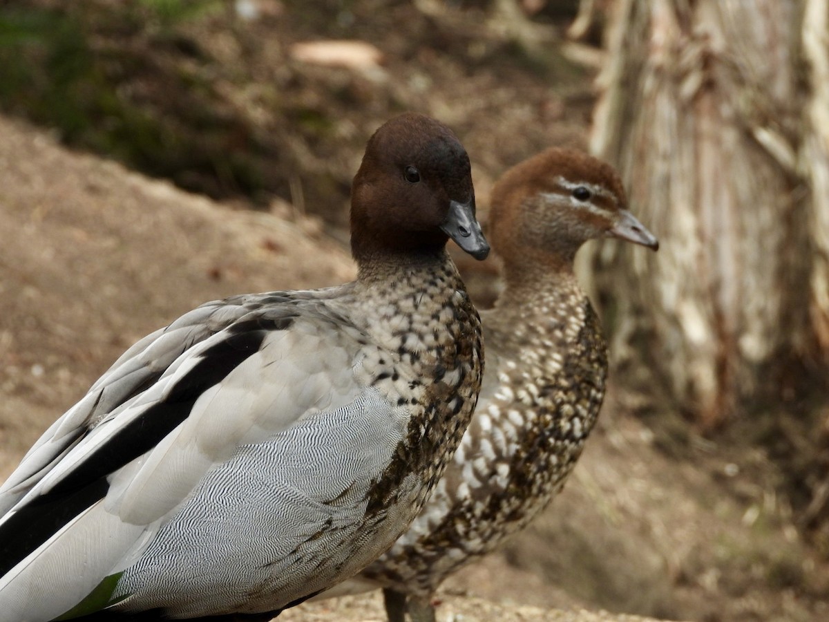 Maned Duck - ML634063285
