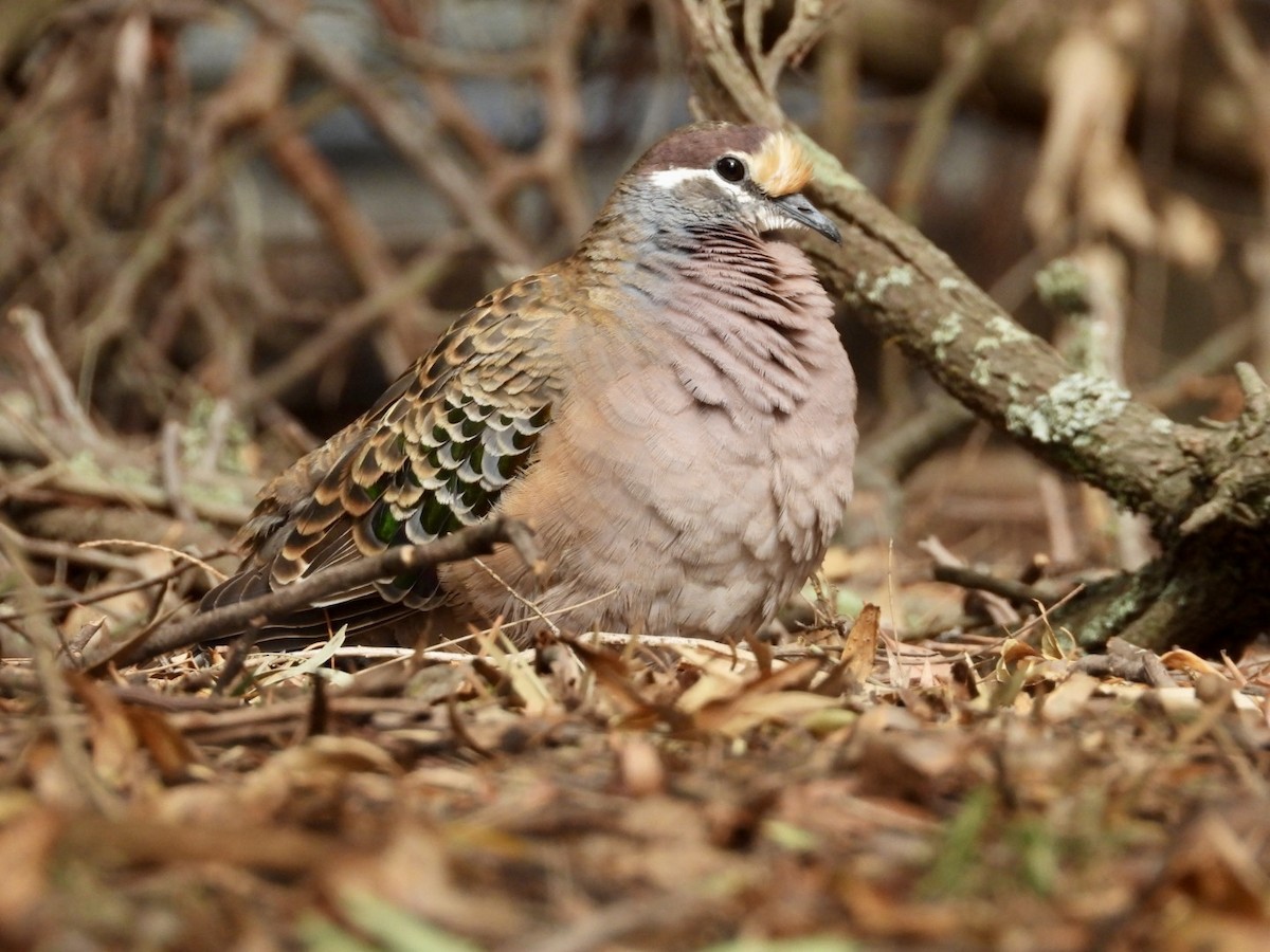 Common Bronzewing - ML634063365