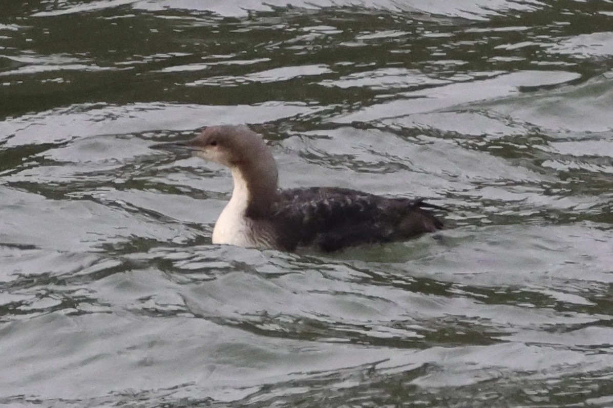 Pacific Loon - ML634063383