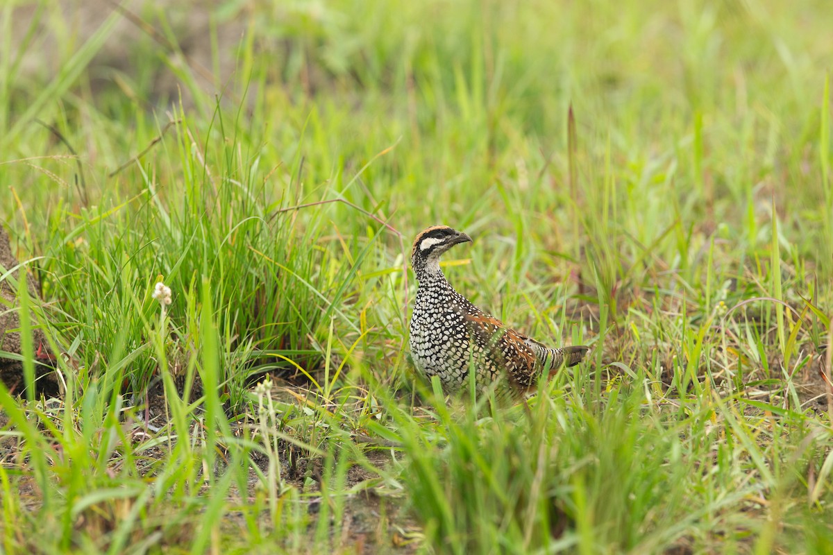 Chinese Francolin - ML634063401