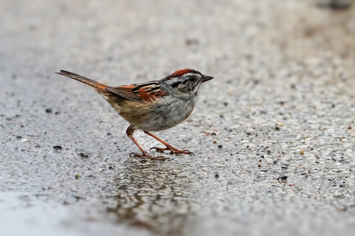 Swamp Sparrow - ML634063492