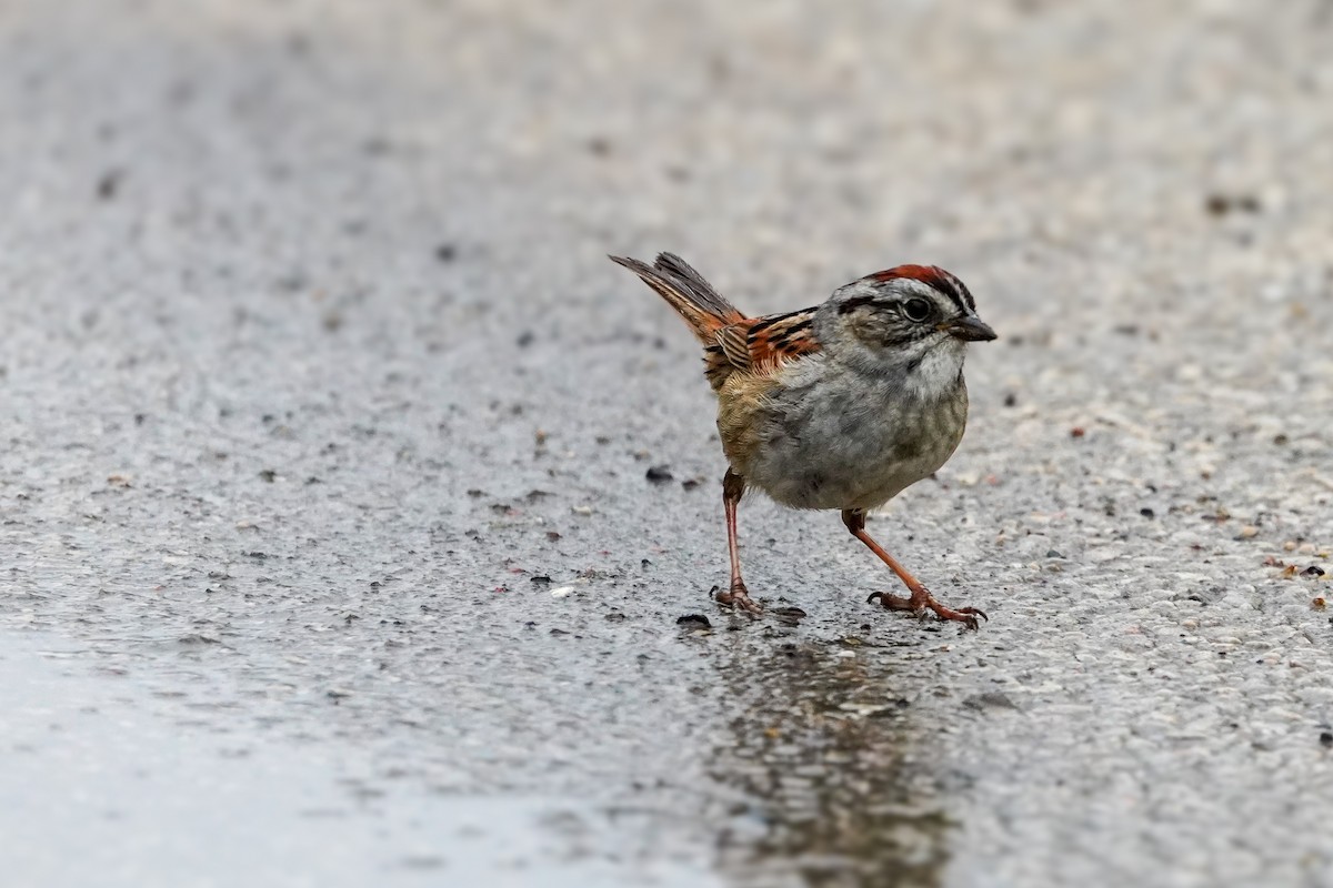 Swamp Sparrow - ML634063494