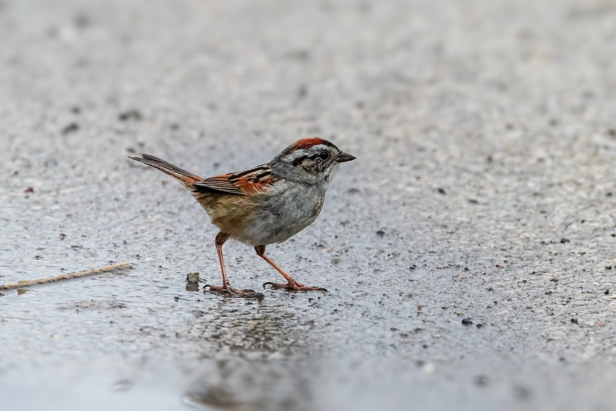 Swamp Sparrow - ML634063495