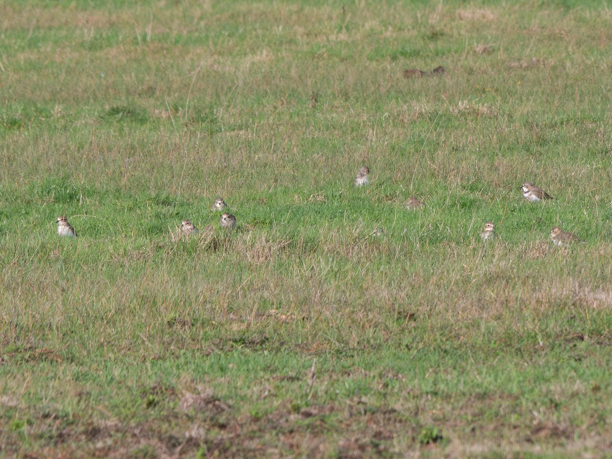 Double-banded Plover - ML634063517