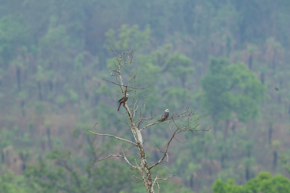 White-headed Bulbul - ML634063641