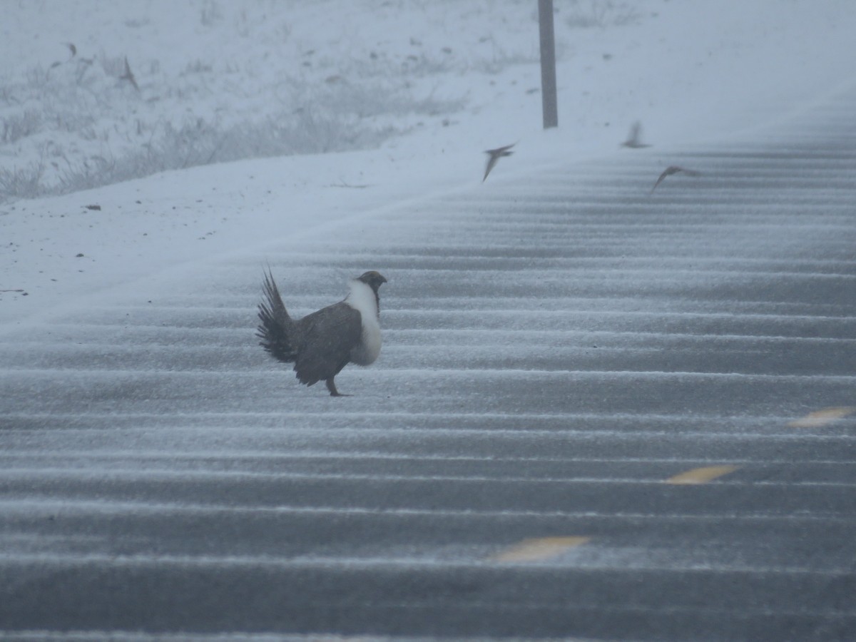 tetřívek pelyňkový - ML634063649