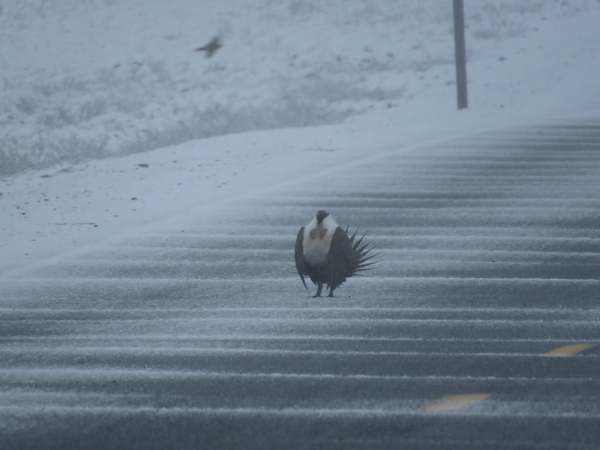 tetřívek pelyňkový - ML634063711
