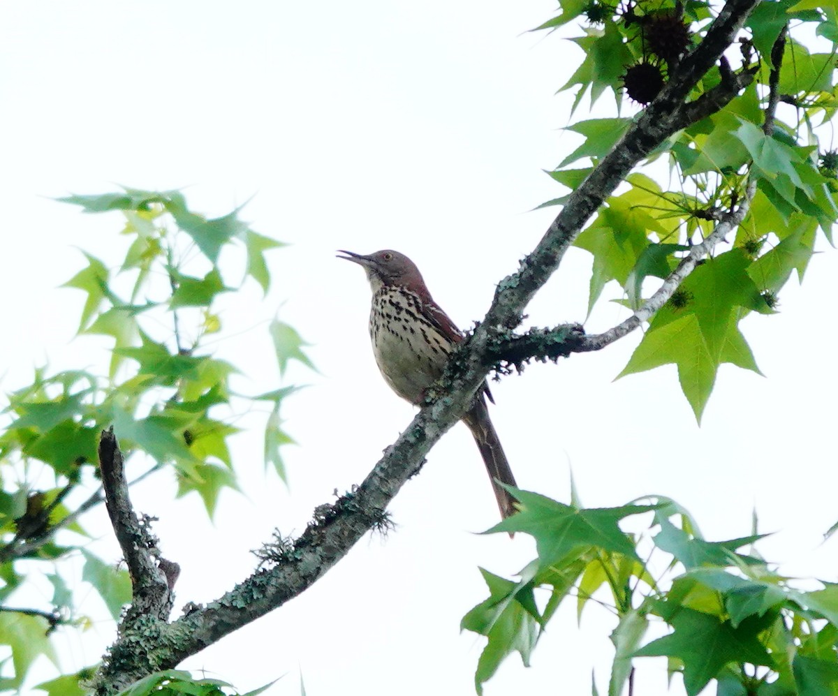 Brown Thrasher - ML634063749