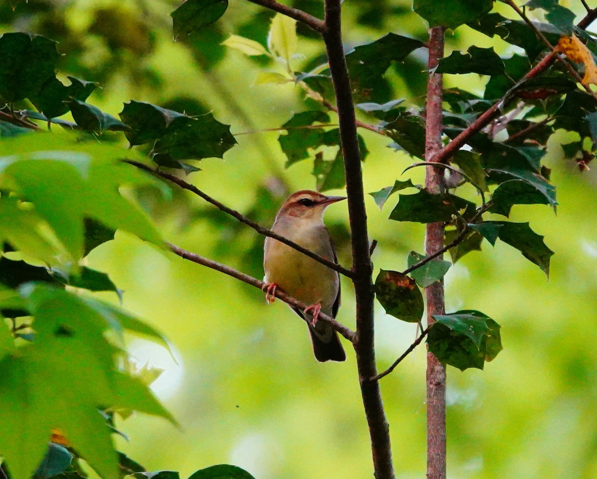 Swainson's Warbler - ML634063856