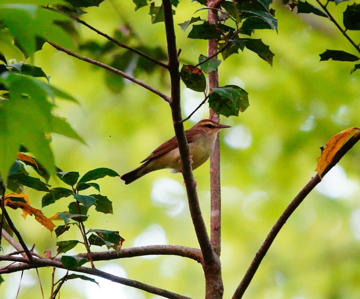 Swainson's Warbler - ML634063857