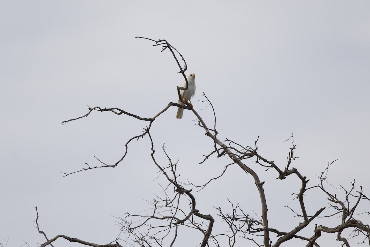 Gray Goshawk - ML634063862
