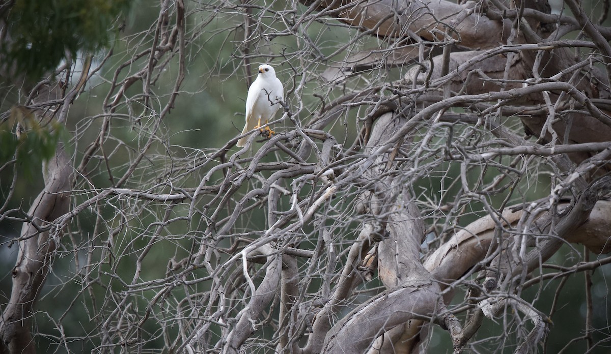 Gray Goshawk - ML634063877
