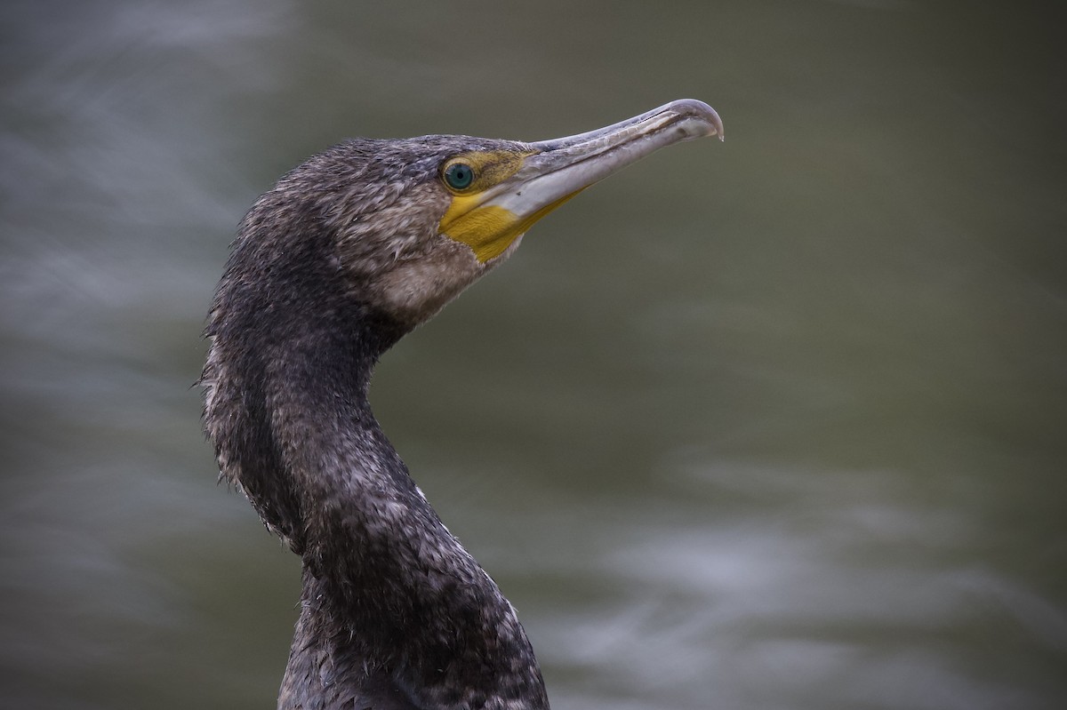 Great Cormorant - ML634063905