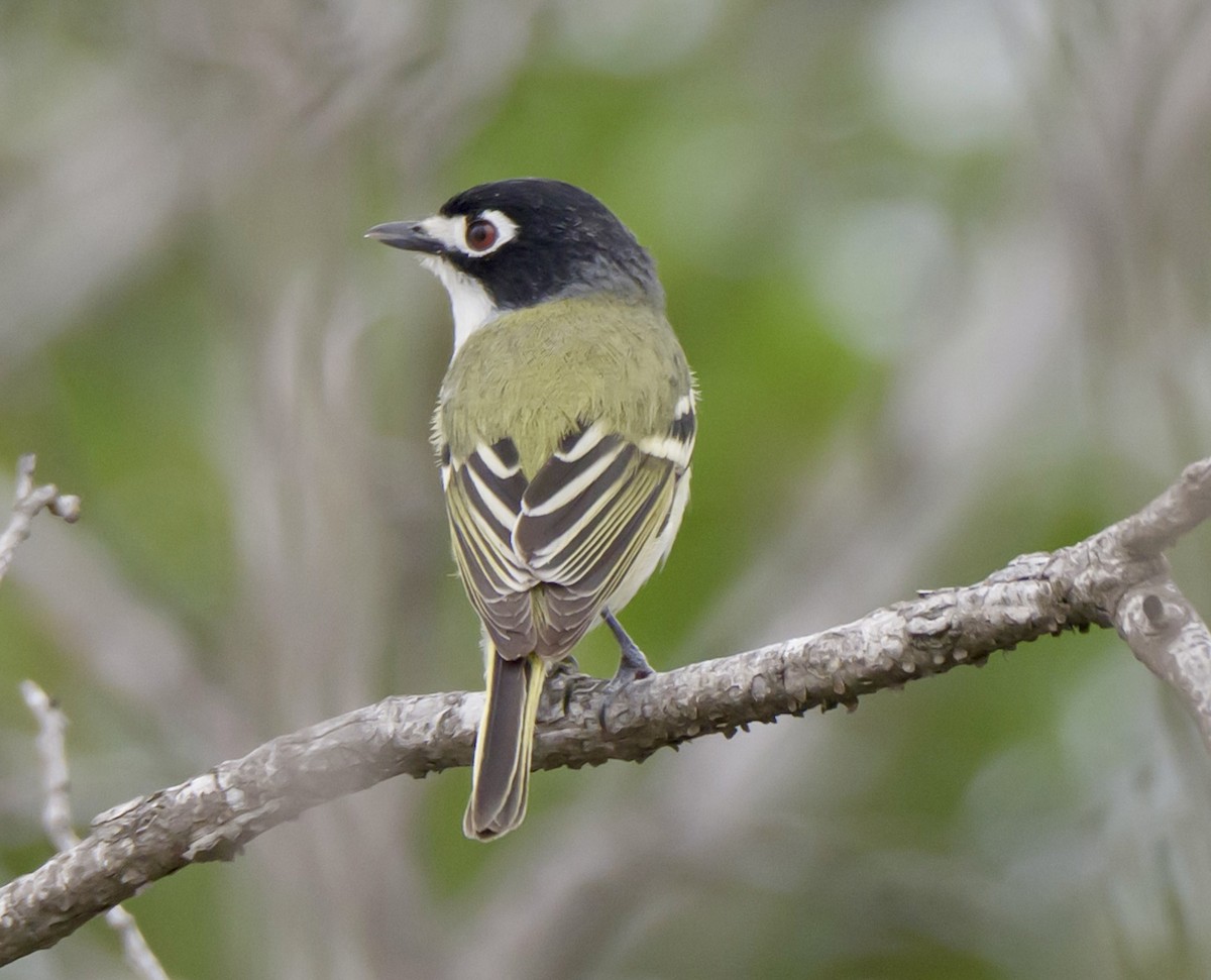 Schwarzkopfvireo - ML634064028