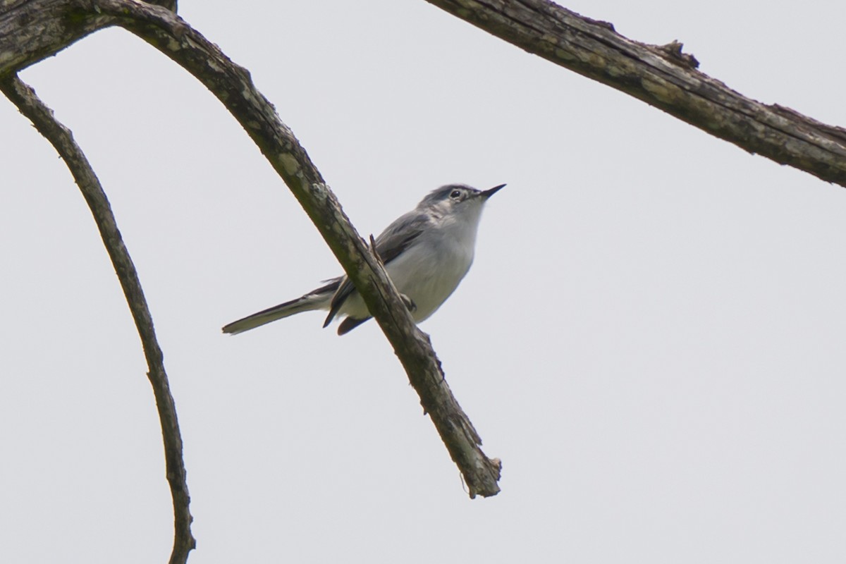 Blaumückenfänger - ML634064075