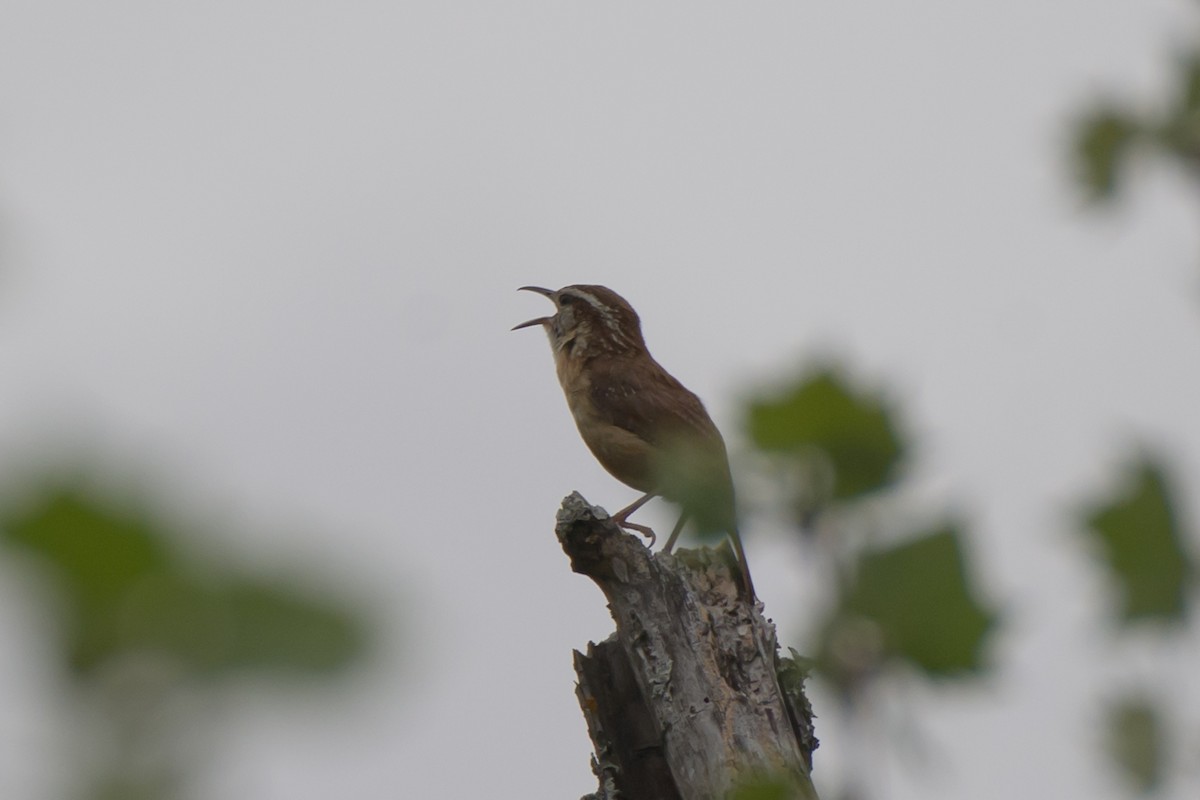 Carolinazaunkönig - ML634064097