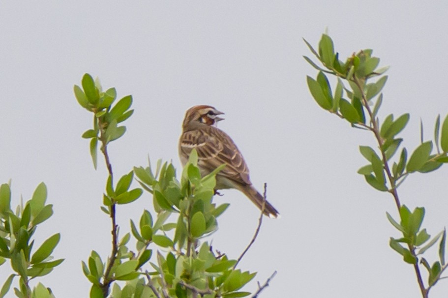 Rainammer - ML634064113