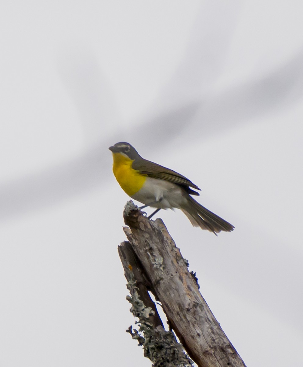 Flötenstärling - ML634064123