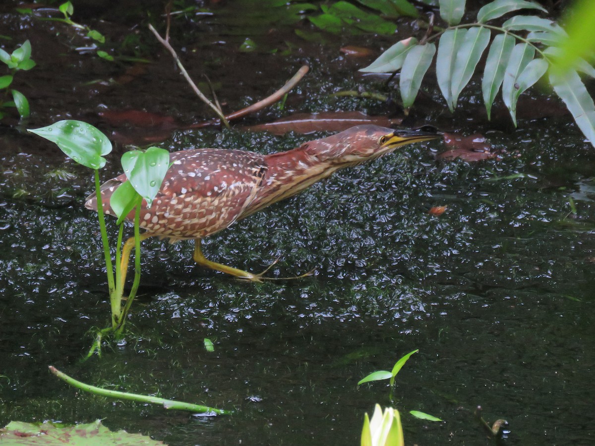 Schrenck's Bittern - ML634064202