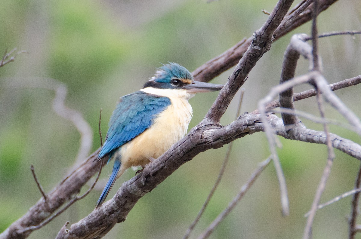 Sacred Kingfisher - ML634064252