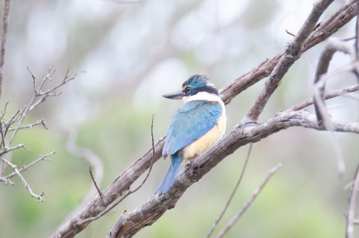 Sacred Kingfisher - ML634064253