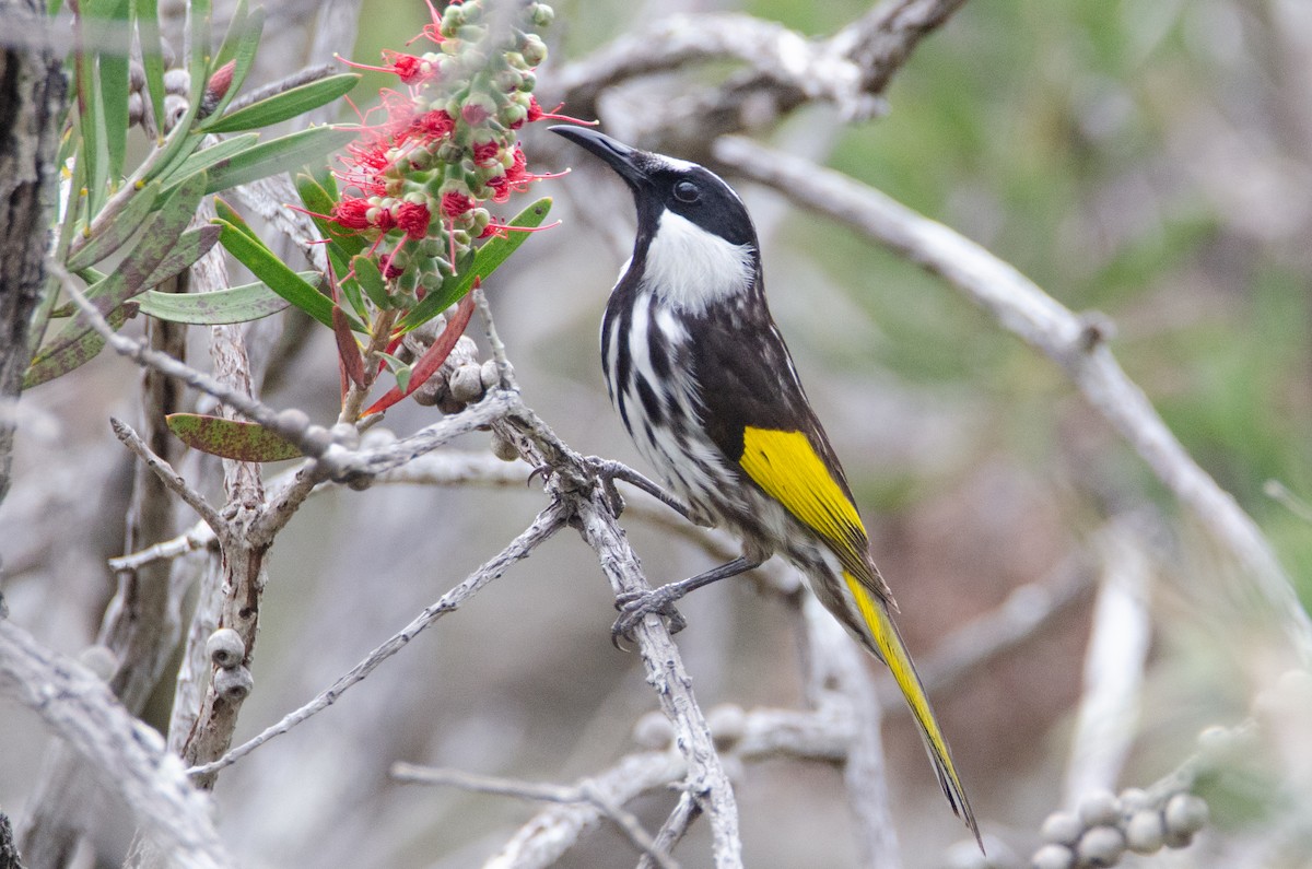 White-cheeked Honeyeater - ML634064313