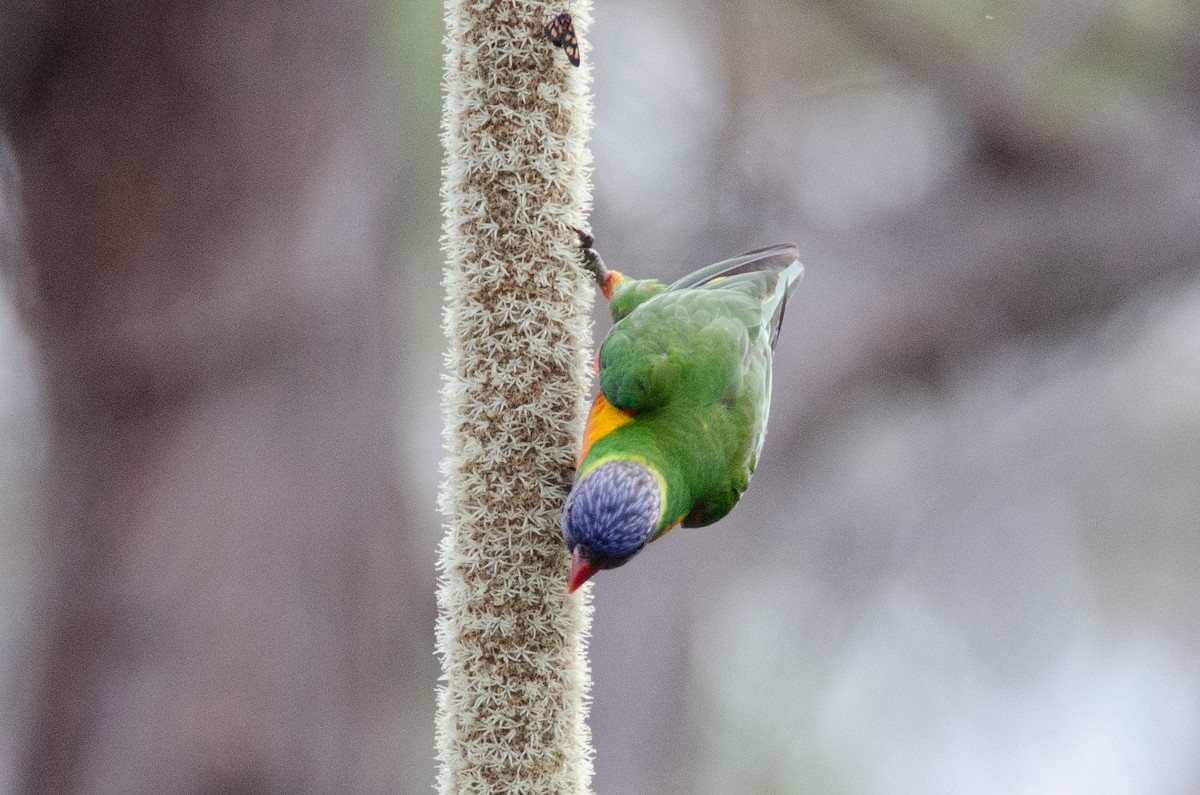Rainbow Lorikeet - ML634064340