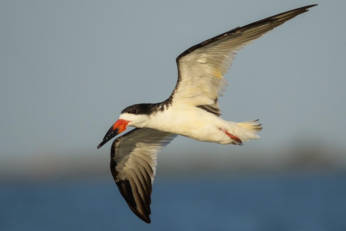 Black Skimmer - ML634064350