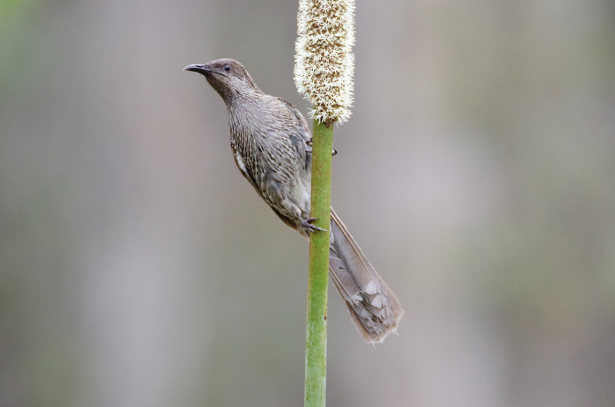 Little Wattlebird - ML634064358