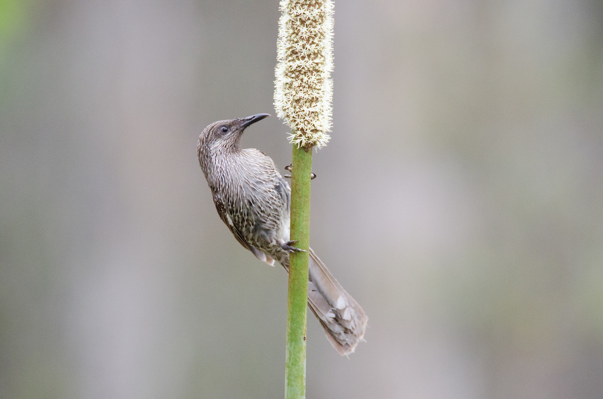 Little Wattlebird - ML634064359