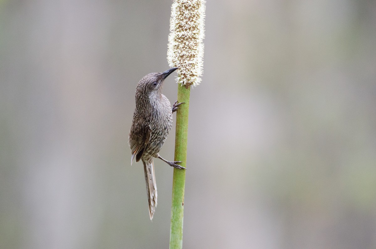 Little Wattlebird - ML634064360