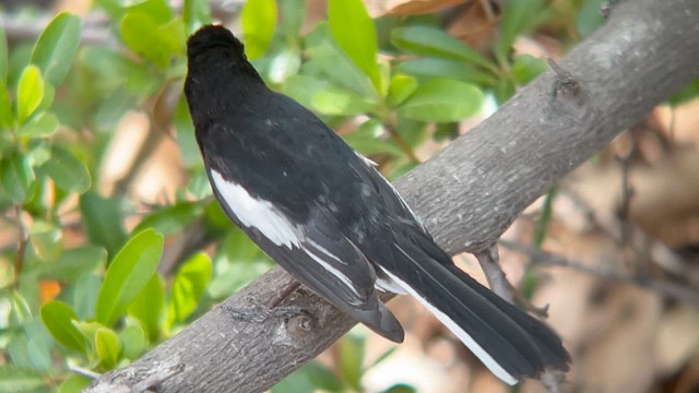 Painted Redstart - ML634064370