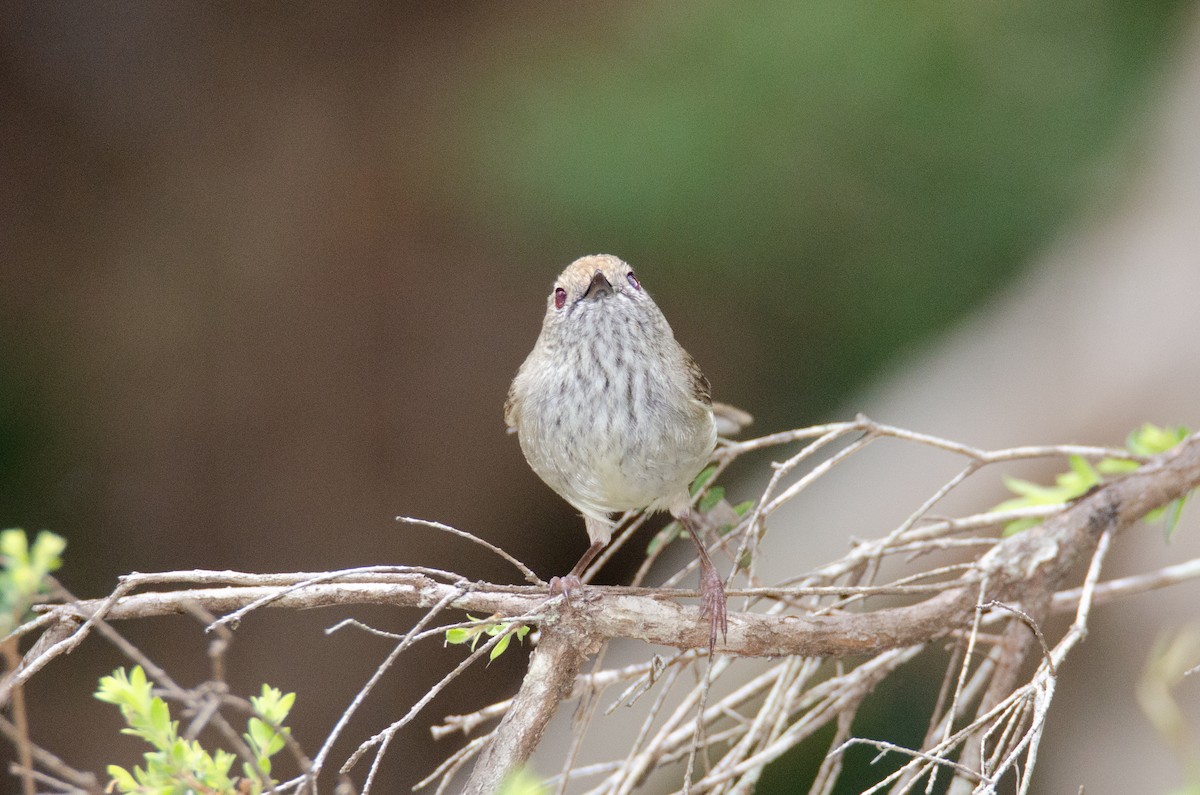 Brown Thornbill - ML634064384