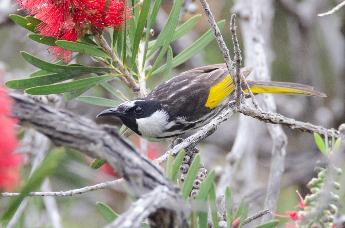White-cheeked Honeyeater - ML634064409