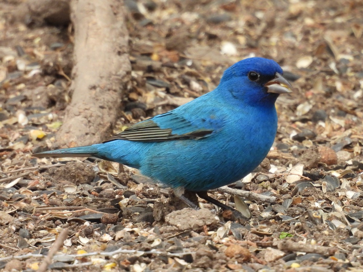 Indigo Bunting - ML634064445