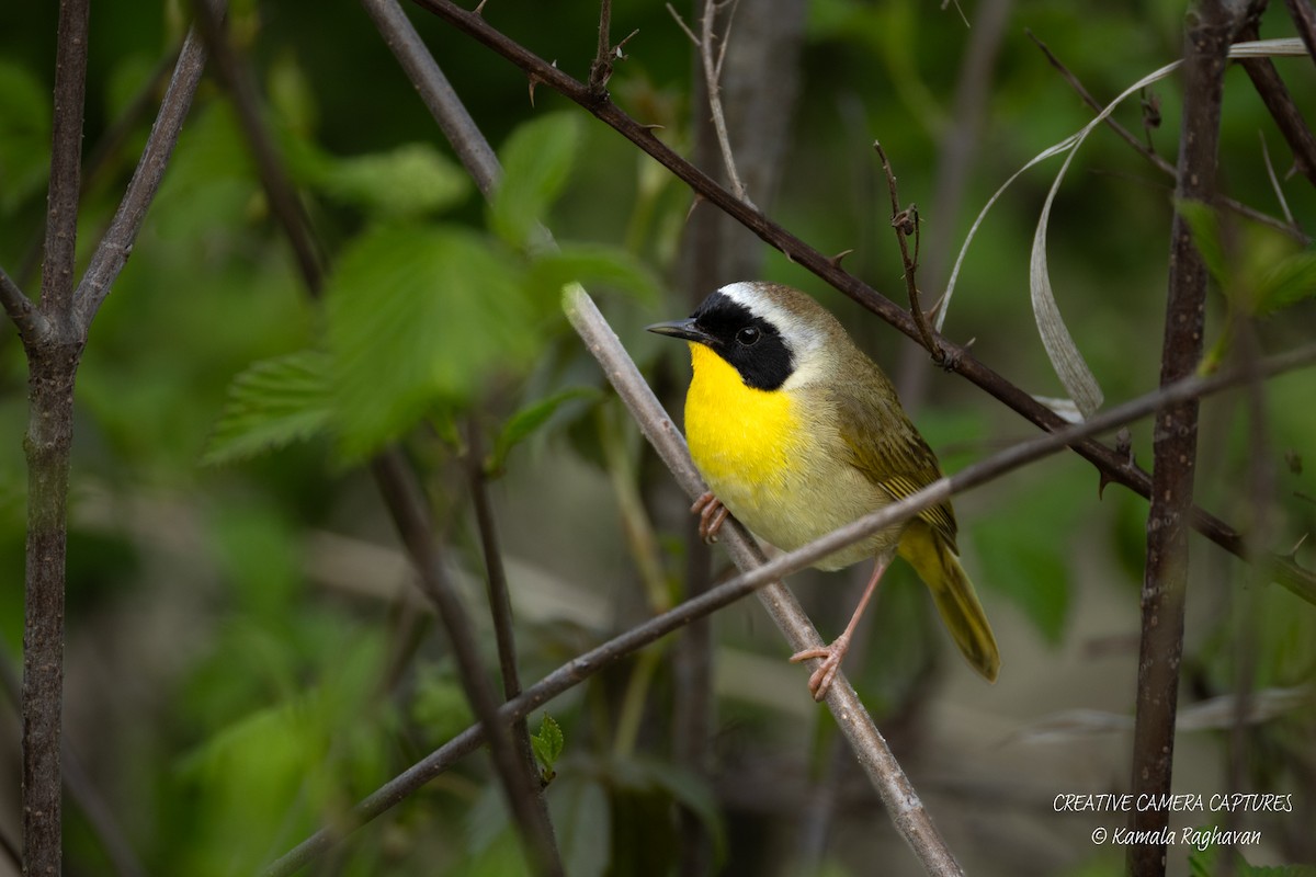 Common Yellowthroat - ML634064632