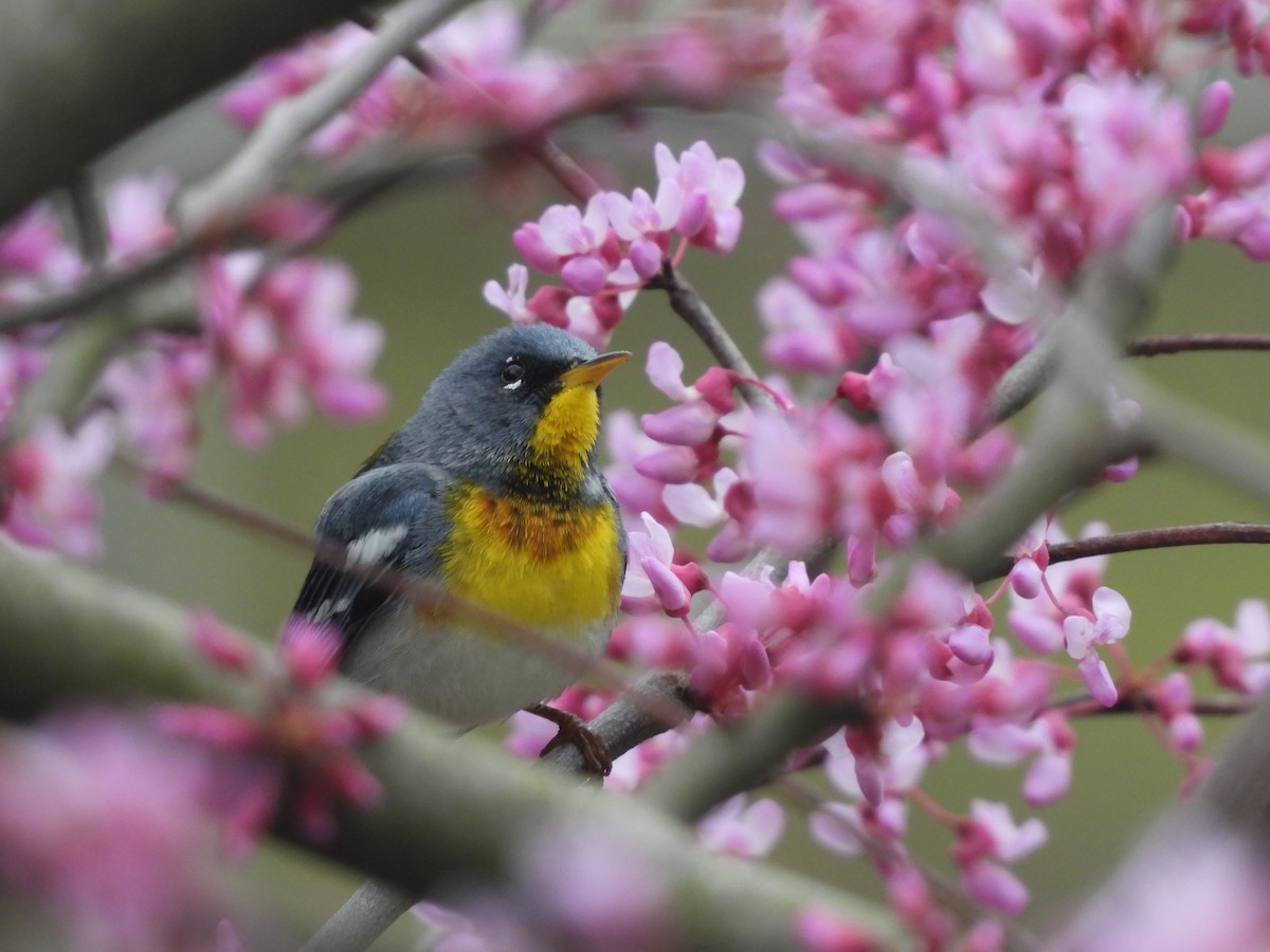 Northern Parula - ML634064676