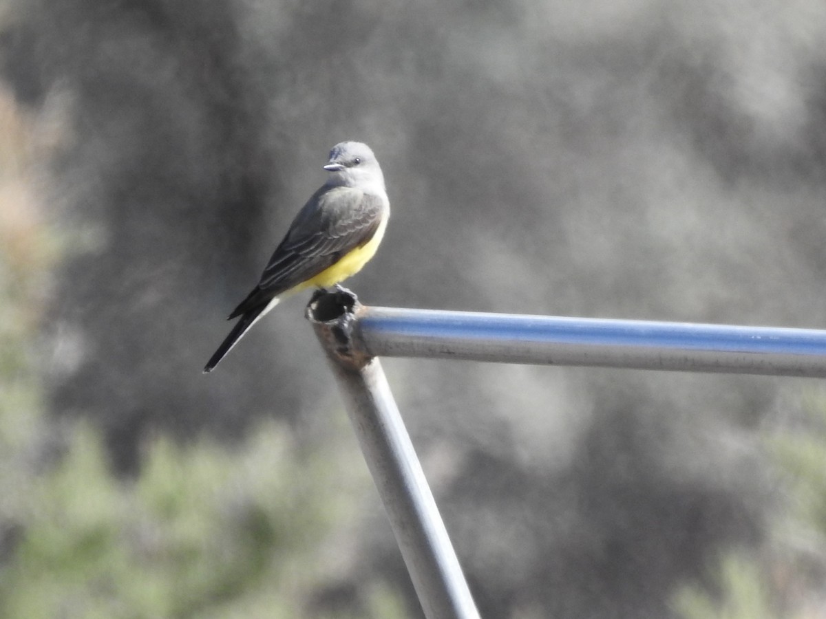 Western Kingbird - ML634064722